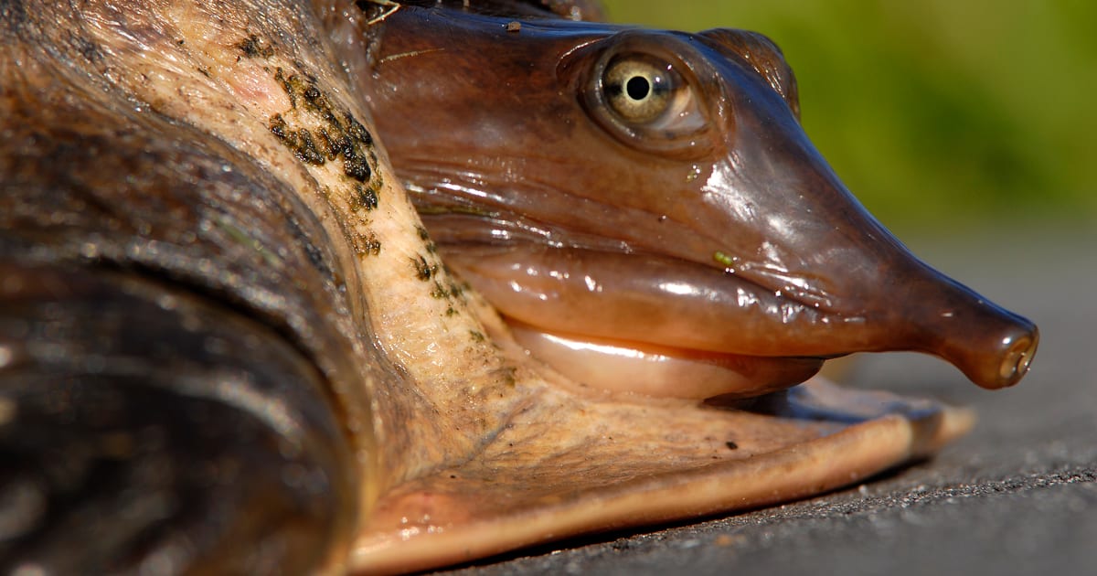 Florida Softshell Turtle (Apalone ferox) at Lake Woodruff - Flickr - Andrea Westmoreland