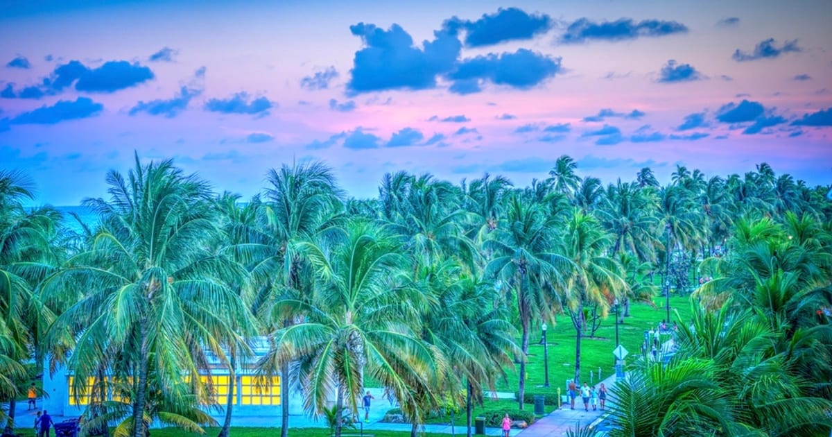 Miami South Beach palm trees