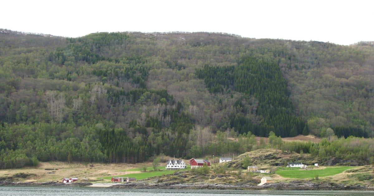 File:Spruce-Troms-Norway.JPG