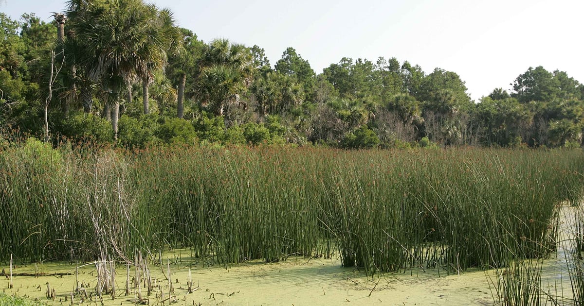 Marsh contains palm trees grasses and oaks.jpg